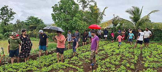 Social Activity - Rice Plantation