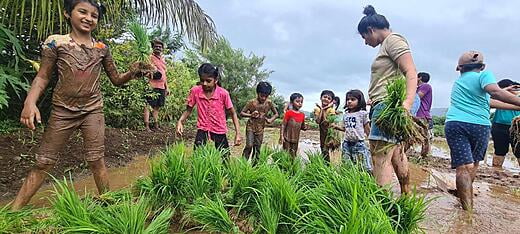 Social Activity - Rice Plantation