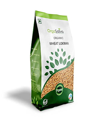 Wheat - Lokwan
